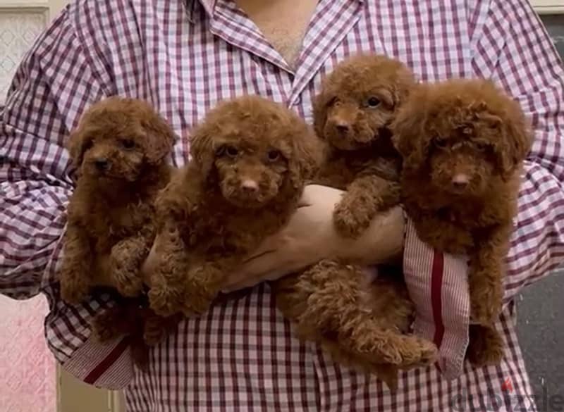 puppies toy poodle 4