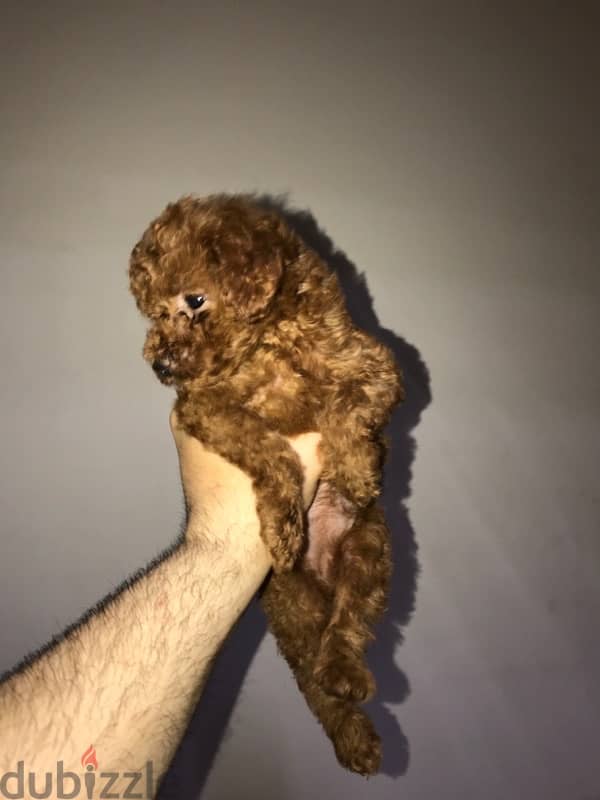 puppies toy poodle 5