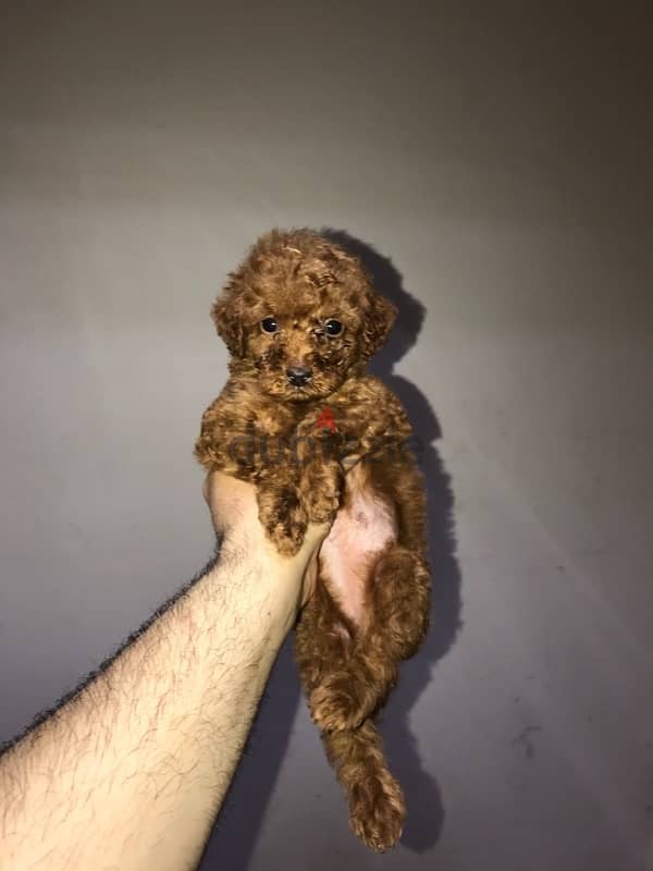 puppies toy poodle 6