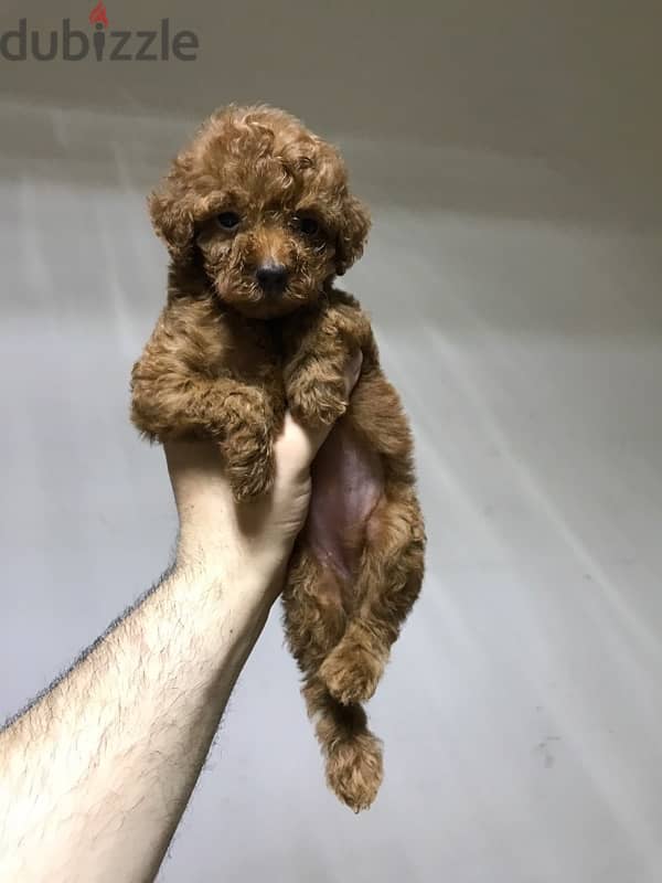 puppies toy poodle 7