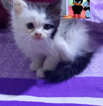 قطه شيرازي بيور 40يوم