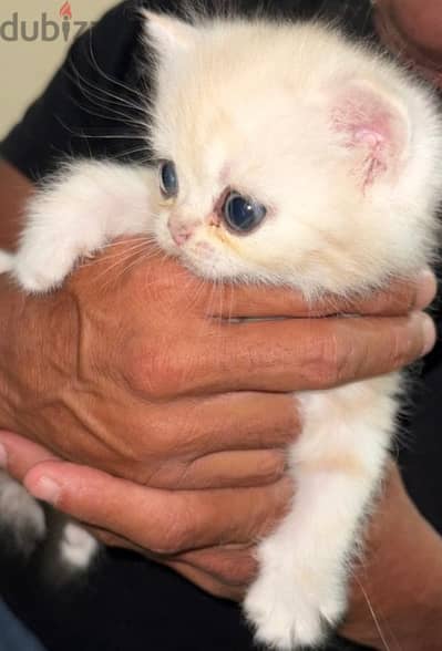 Scottish fold