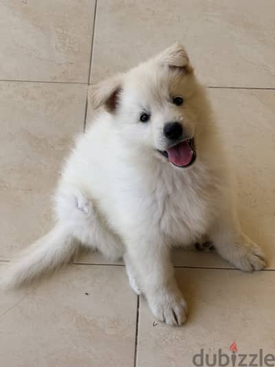 White Pure German Shepards for Sale