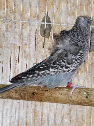 نتايه فلل بلاك فيس اشتغلت عش واحد فقط و مرتاحه من 3 شهور