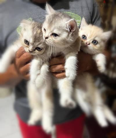 Scottish fold