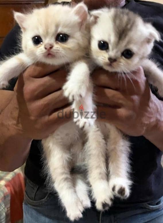 Scottish fold 1