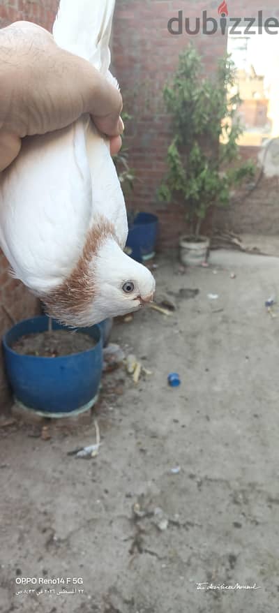 طيره صافي