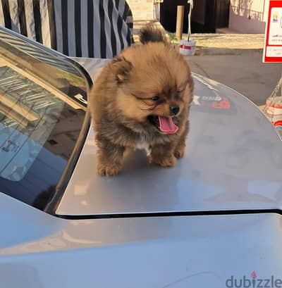 pomeranian baby