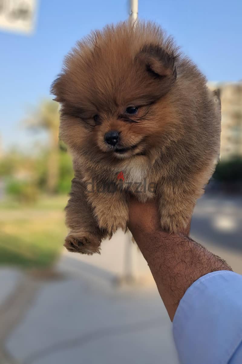 pomeranian baby 1
