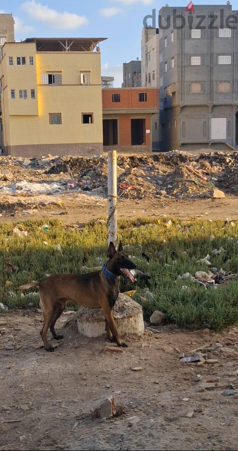 كلب مالينو 6