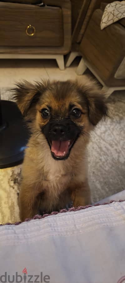 Mix Pekingese