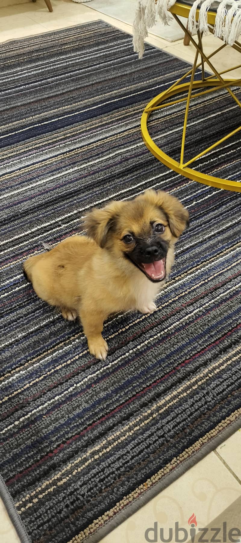 Mix Pekingese 3