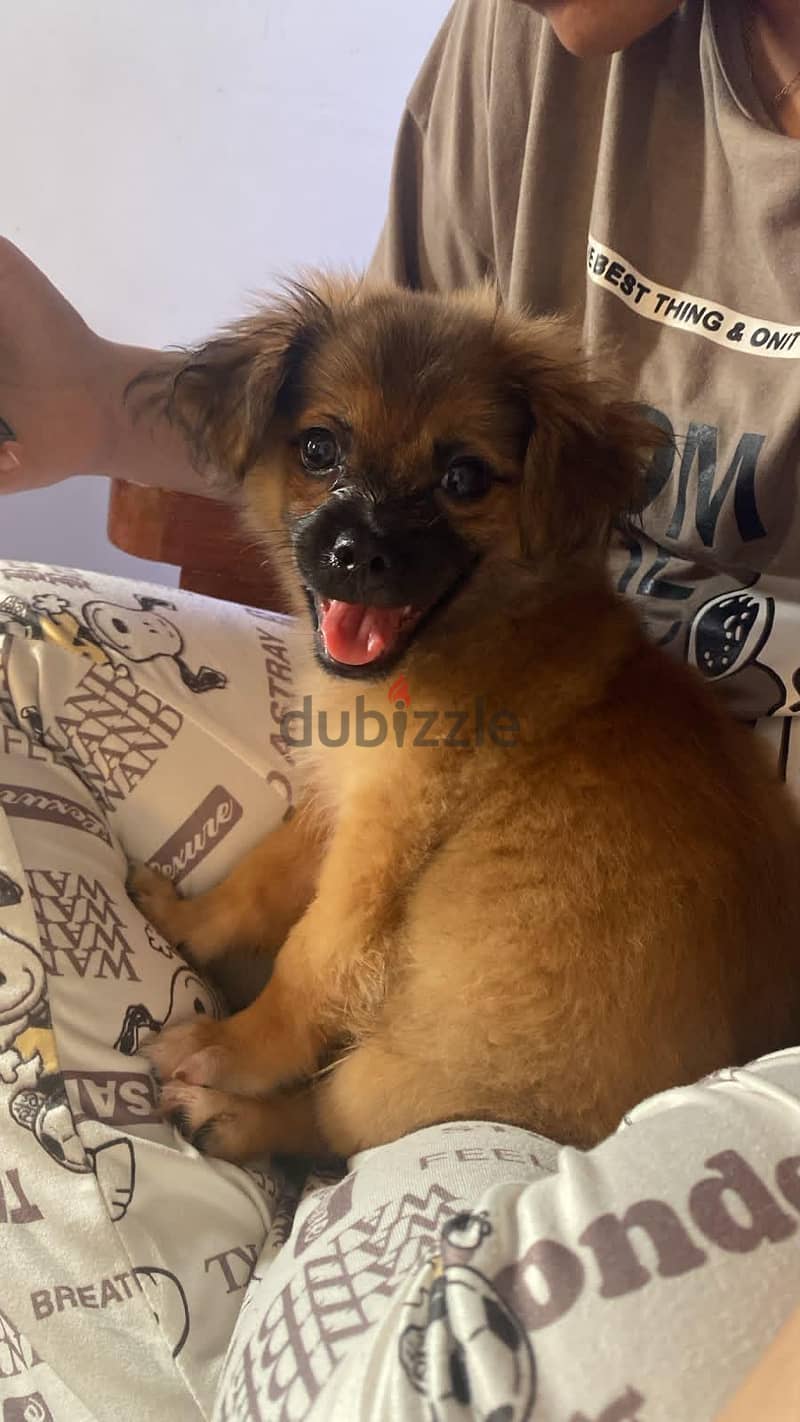 Mix Pekingese 5