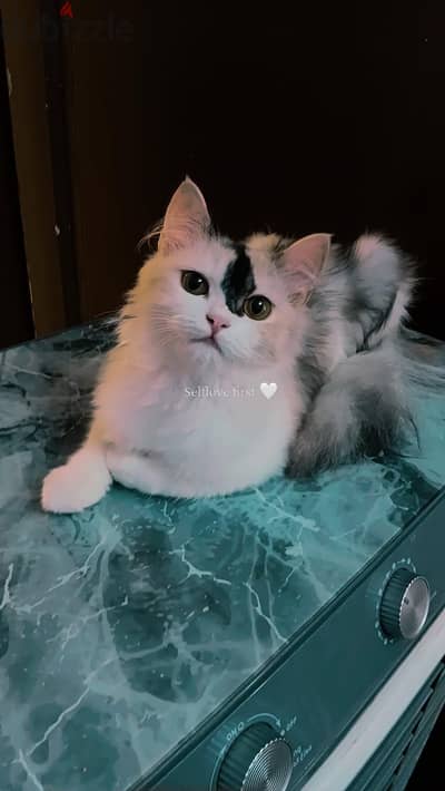 قطه للتبني