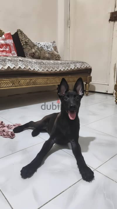 ذكر مالينو