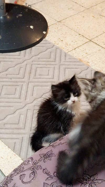 قطه شيرازي بيور ابيض في اسود ٥٠ يوم كيوت