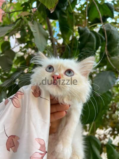 ولد وبنت هيمالايا اورانج بيور