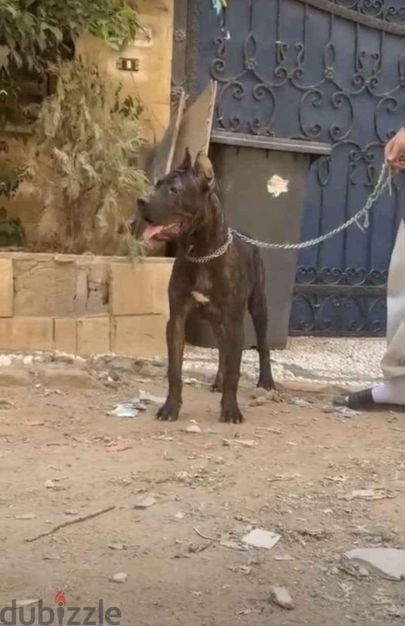 كين كورسو 1