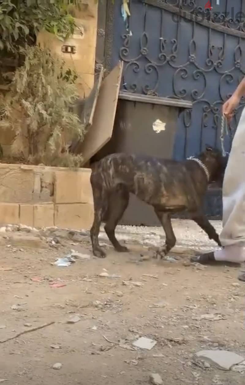 كين كورسو 2