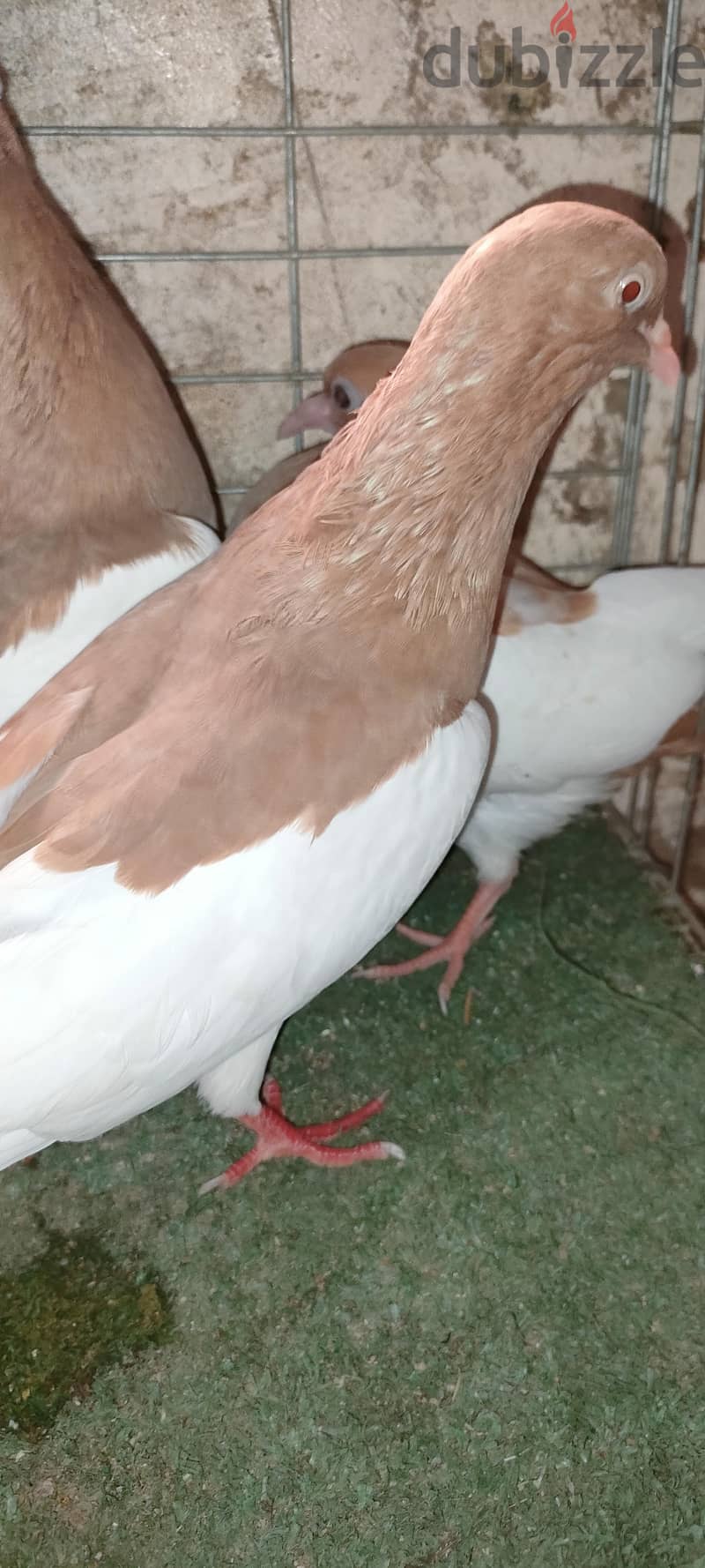 حمام انجليزي 2