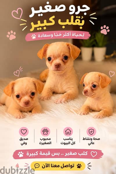 Adorable teacup Chihuahua Puppies  جراوي تيكاب شيواوا