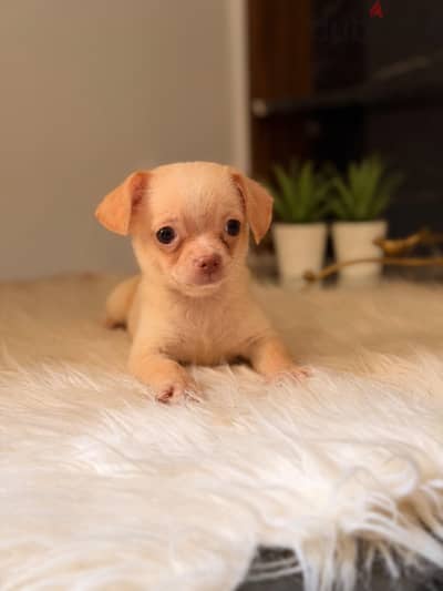 Adorable teacup Chihuahua Puppies  جراوي تيكاب شيواوا