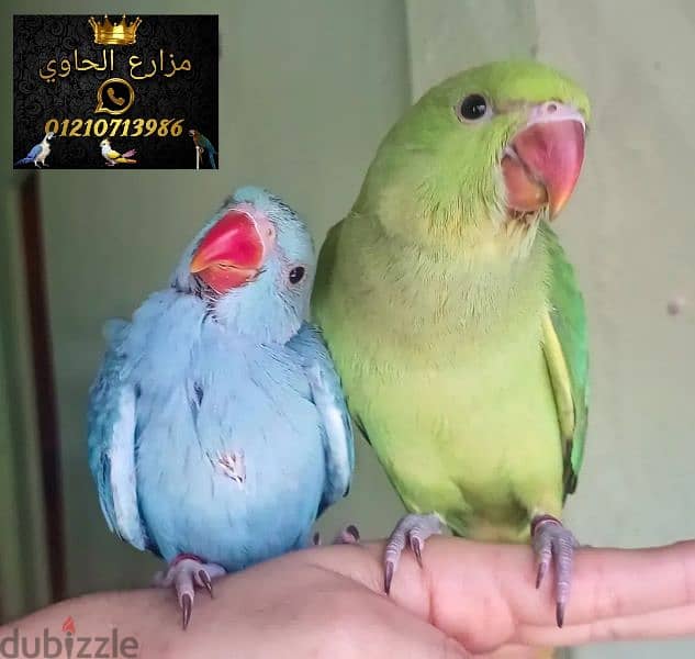 عصافير 4