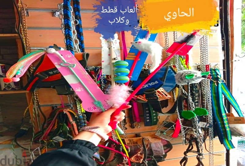 عصافير 13