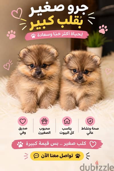 Adorable Pomeranian Puppy Available!