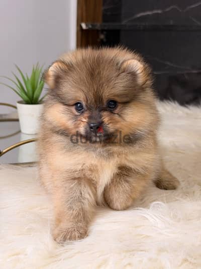 Adorable Pomeranian Puppy Available!