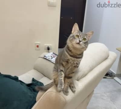 قط ذكر طالب تزاوج