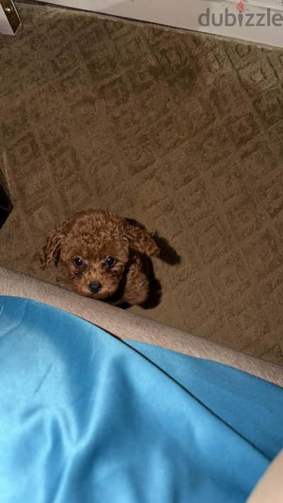 tea cup poodles تي كب بودل بيور