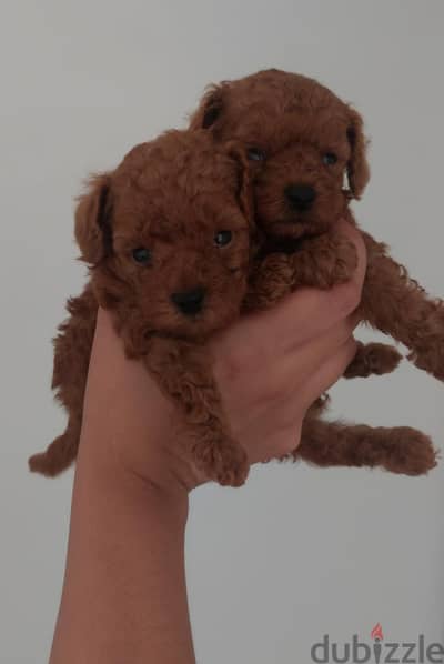 mini poodle puppy's بيور | poodle tea cup puppy's