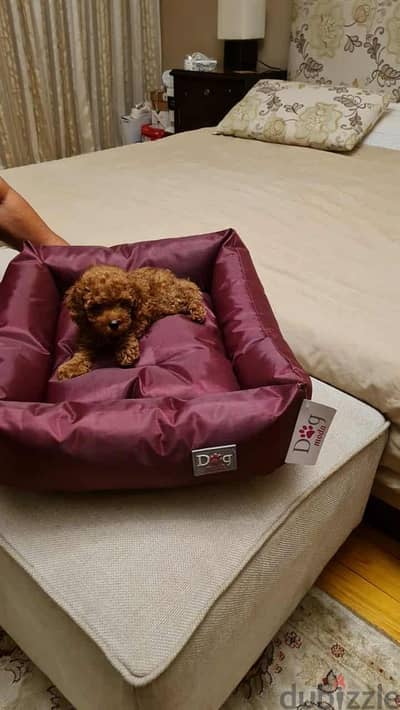 tea cup poodles pure بودل بيور
