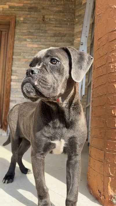 cane corso كين كورسو