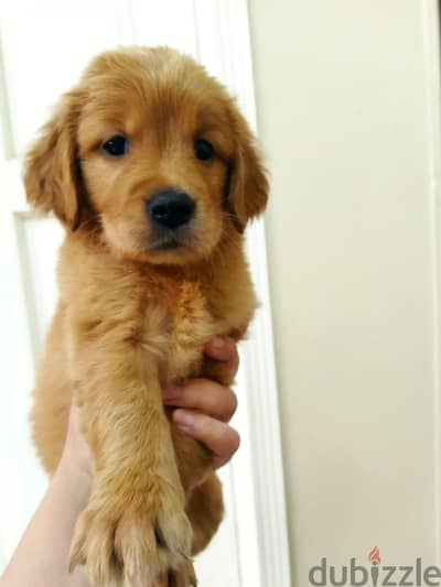 Golden Retriver puppies جراوي جولدن انجليزي اهالي مستوردة