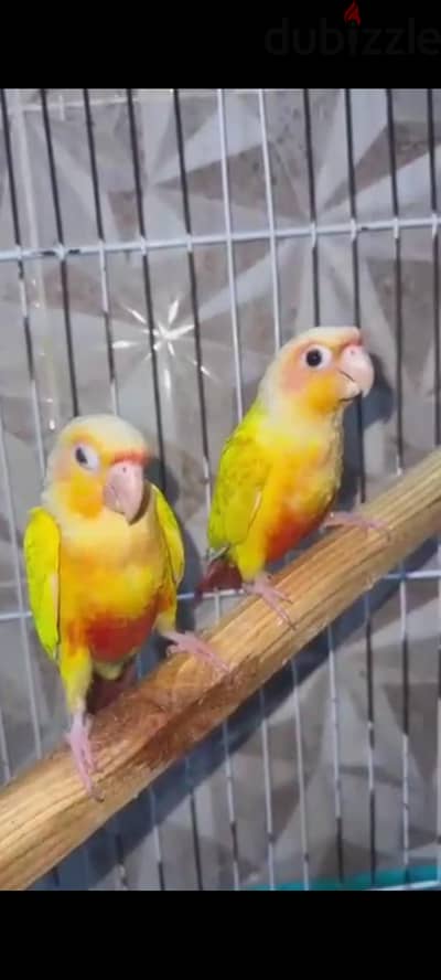 صن شيك