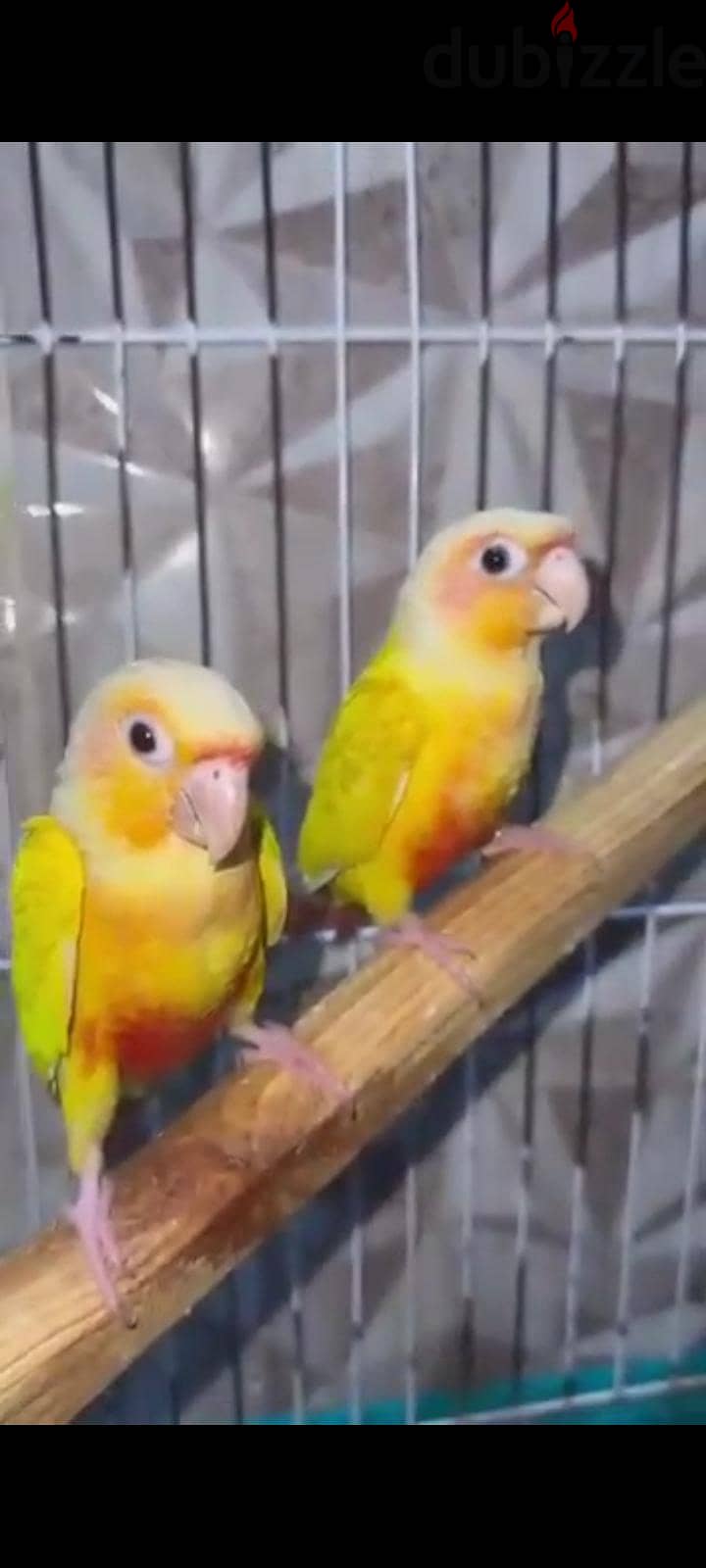 صن شيك 1