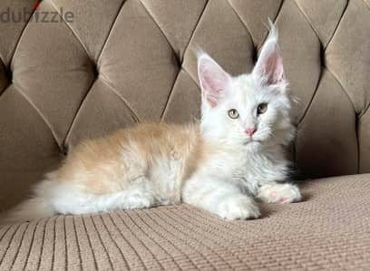 Amazing kitten Maine coon European line