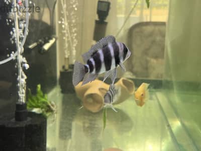 2 forontosas for sale 9-10 cm