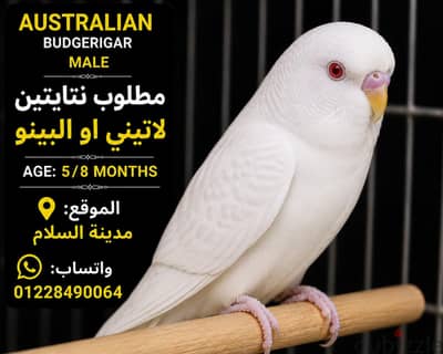 مطلوب نتايتين استرالى ونتايه رينبو ف مدينه السلام