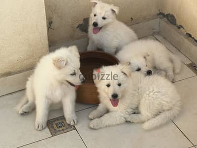 White German Shepherd