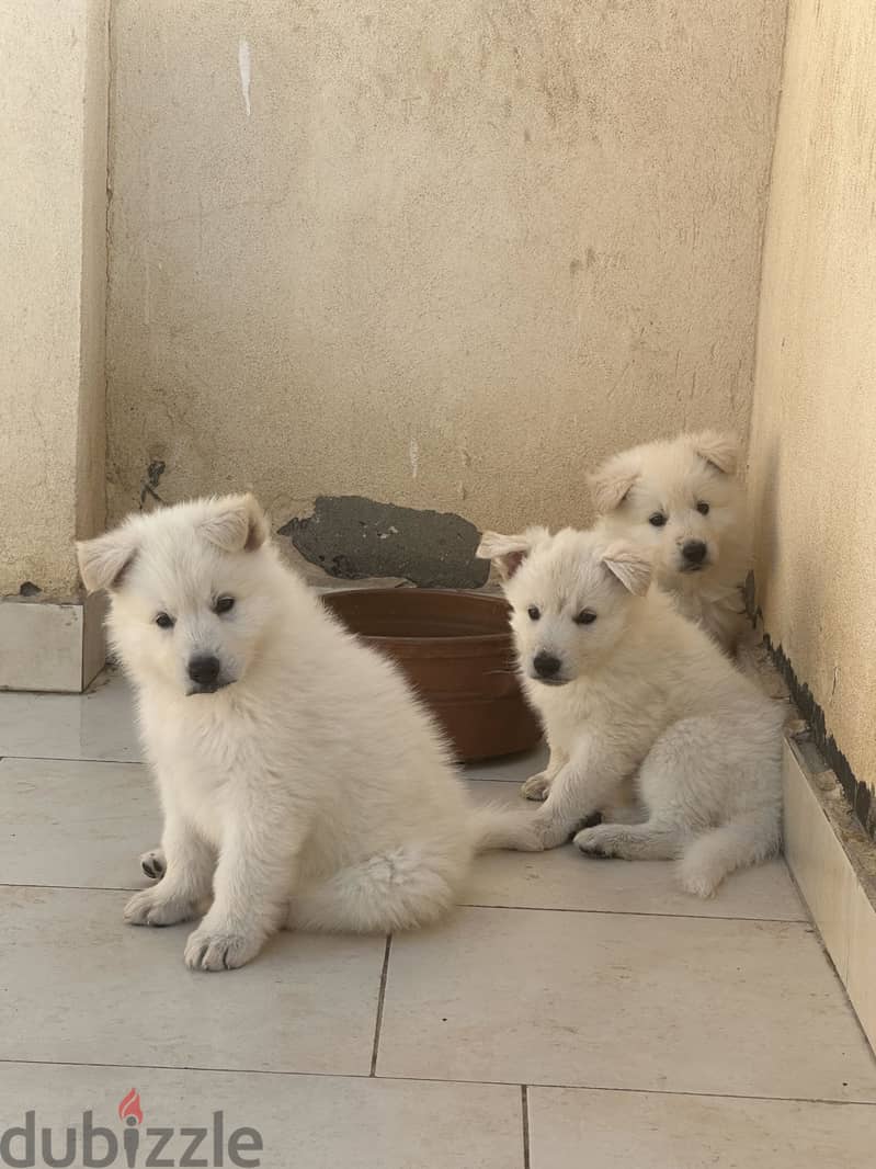 White German Shepherd 1