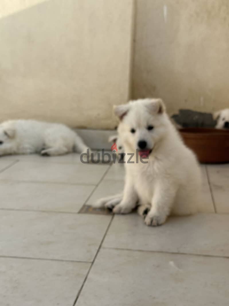White German Shepherd 2