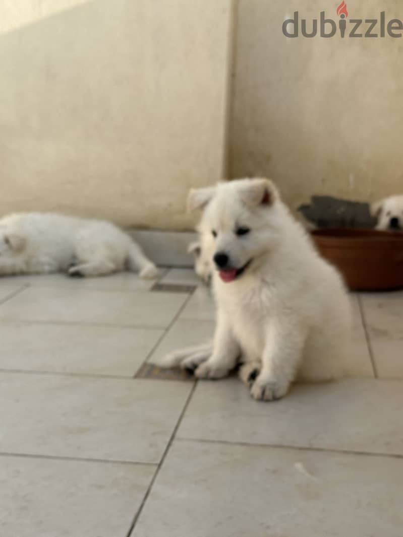 White German Shepherd 3
