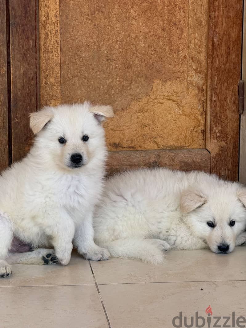 White German Shepherd 4