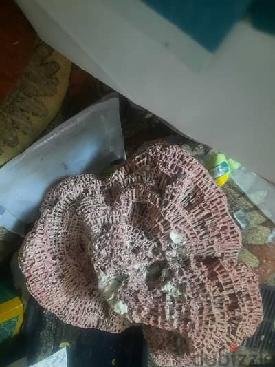 بكتريا نافعه