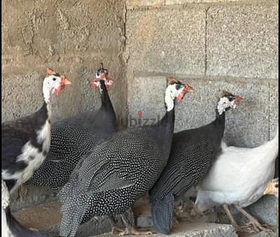فراخ الوادي الحبشي