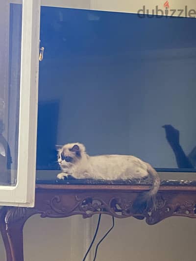 Ragdoll girl