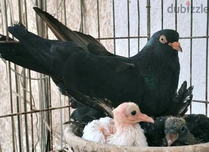 بيور شقلباظات